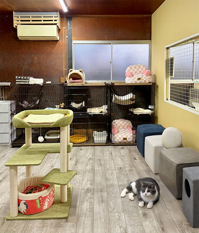 保護猫譲渡かフリースペースの様子