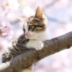桜と子猫2021年3月ねこわんライク犬猫譲渡会