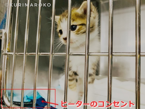 松山市保健所子猫ピカピカのケージ