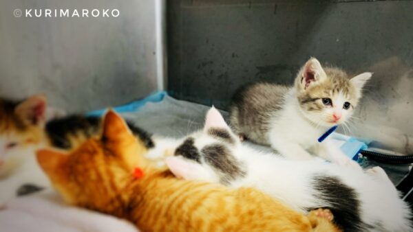 松山市保健所お昼寝する猫たち
