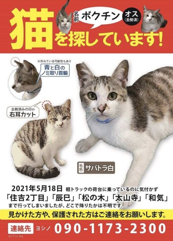 21年6月犬猫譲渡会 ねこわんライク 愛媛県松山 伊予 くりまろこ
