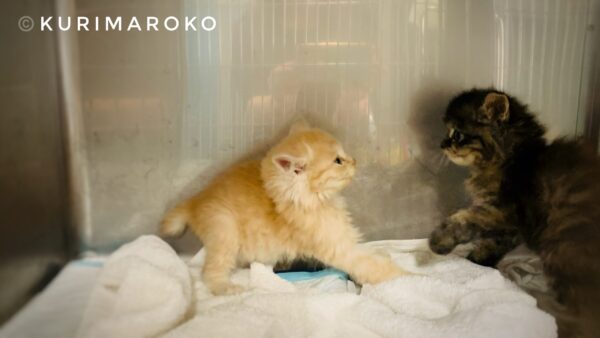 松山市保健所二人で喧嘩する子猫チャトラ