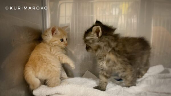 松山市保健所二人で喧嘩する子猫