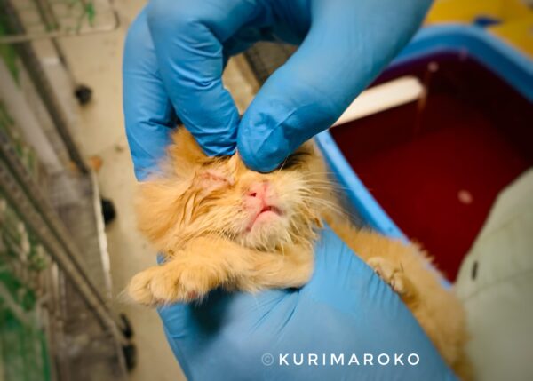 松山市保健所で目やにをとってもらう子猫