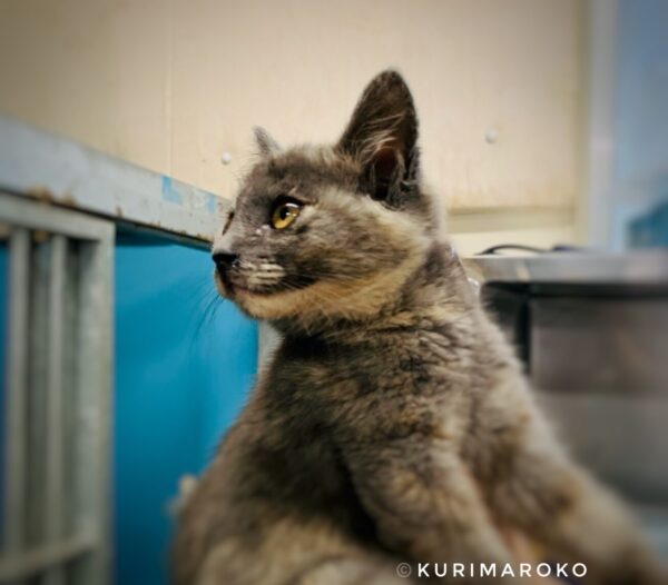 松山市保健所に保護された猫