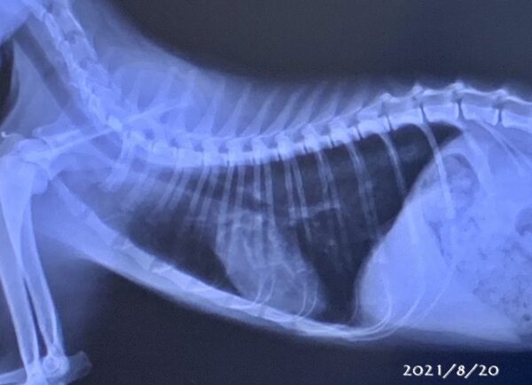 家猫修行日記【2週目～】TNR➡家猫になろう≪肺炎で危篤か？≫ - くり 