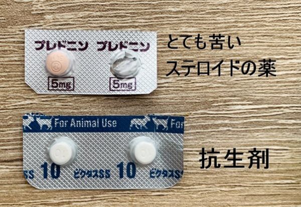 家猫修行日記【2週目～】TNR➡家猫になろう≪肺炎で危篤か？≫ - くり 