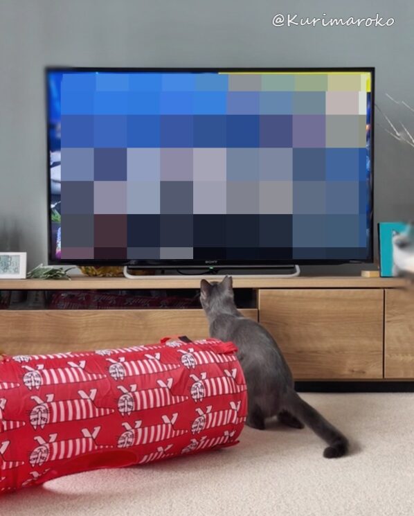 家猫修行　テレビ観戦
