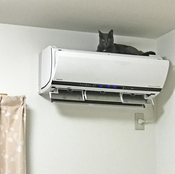 エアコンの上に登る猫