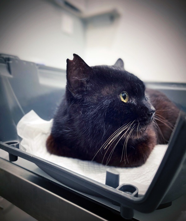 病院での様子　黒猫野良猫