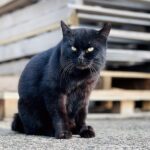 野良猫黒猫