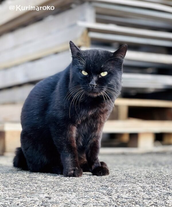 野良猫黒猫