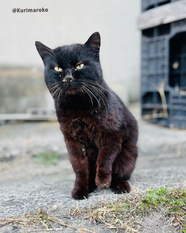 黒猫野良猫TRNしよう