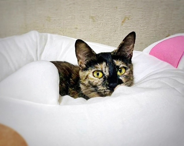 愛媛県保護猫里親募集中猫 サビネコ