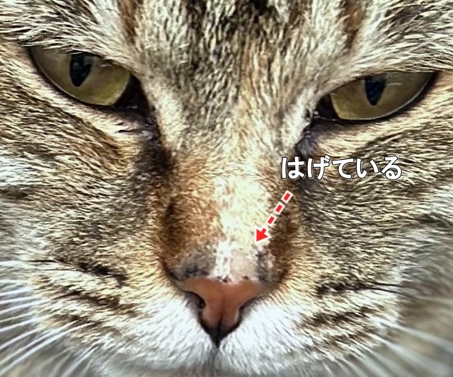 猫の鼻の頭のハゲ