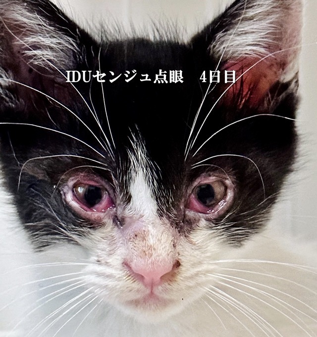 IDUセンジュ点眼4日目の癒着した子猫の目