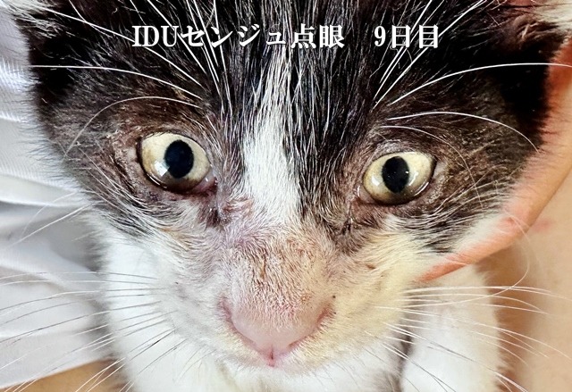 IDUセンジュ点眼9日目の癒着した子猫の目