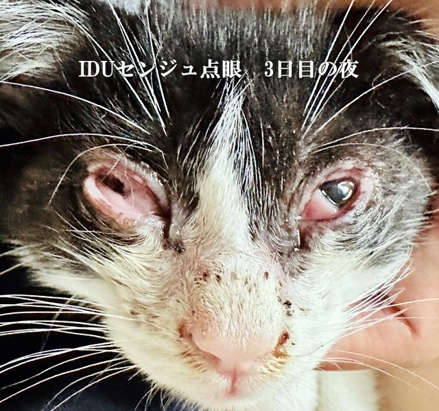IDUセンジュ点眼3日目の癒着した子猫の目