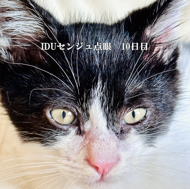 IDUセンジュ点眼10日目の癒着した子猫の目