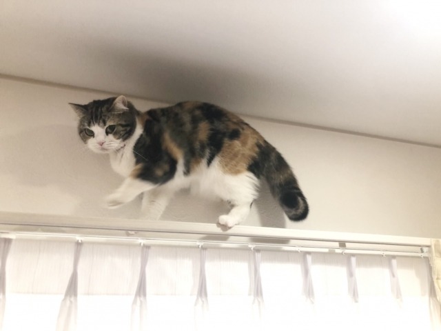 カーテンレールの上に登る猫