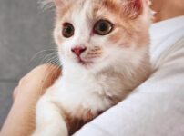 ミルクティー色の長毛　保護猫