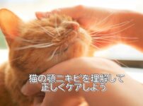 猫の顎ニキビの対処法