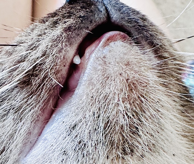 猫の顎ニキビ