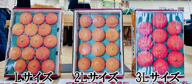 紅まどんなの大きさ比べ