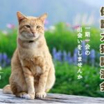愛媛県犬猫譲渡会2024年3月チラシ