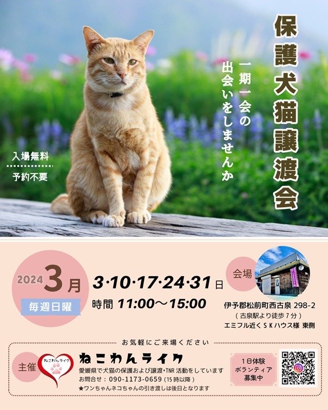 愛媛県犬猫譲渡会2024年3月チラシ