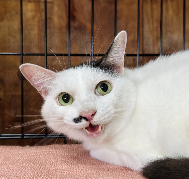 成猫里親募集中愛媛県