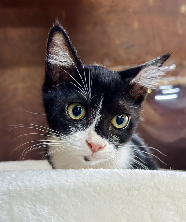 白黒ハチワレ子猫里親募集中愛媛県