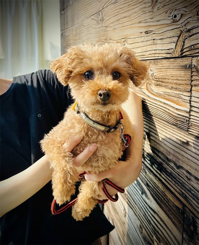 保護犬里親募集中トイプードル