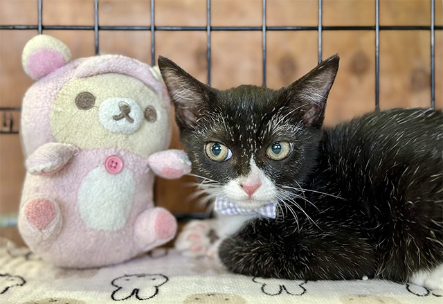 白黒ハチワレ子猫里親募集中愛媛県