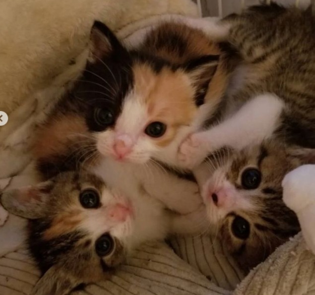 三毛猫里親募集中