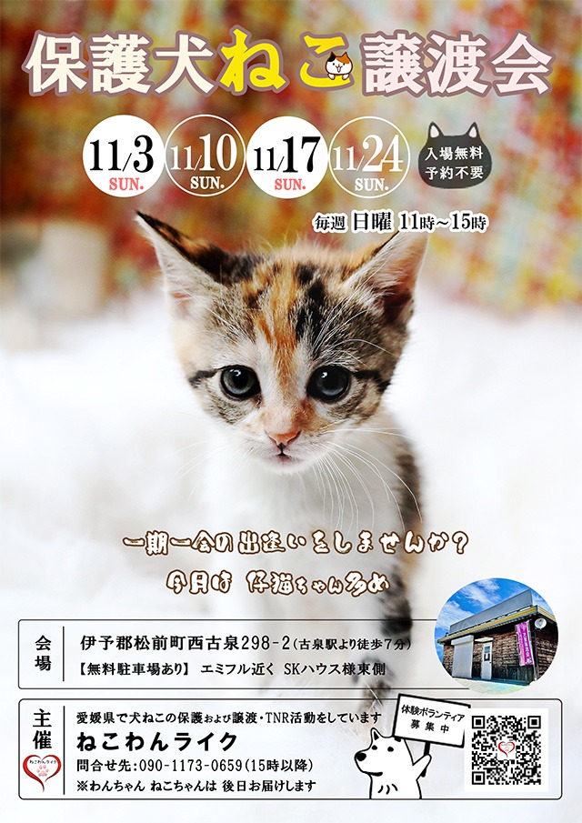 2024/11月保護犬猫譲渡会用チラシお知らせ