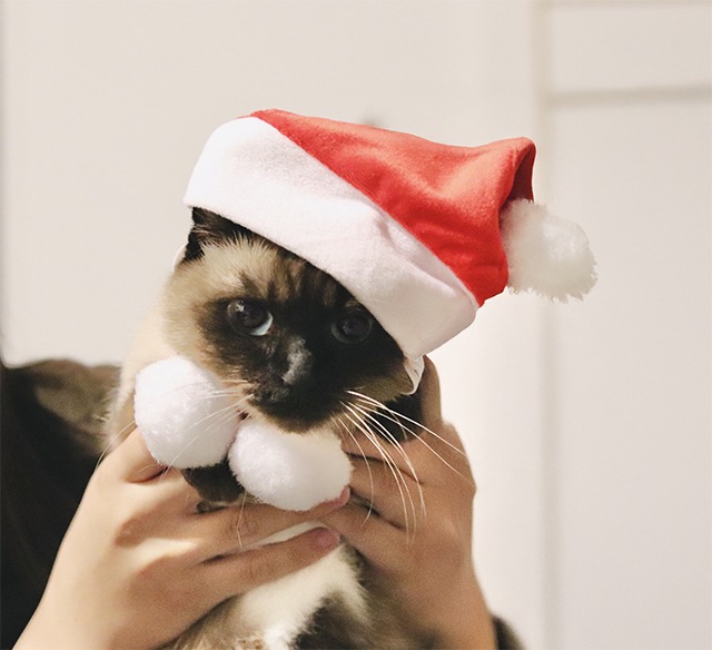 ダイソークリスマスサンタ帽着用の猫