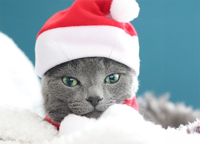 ダイソーのクリスマス帽子をかぶった猫