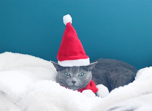 セリアのクリスマスサンタ帽子をかぶった猫