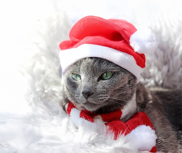 サンタ帽とマフラーのクリスマスコスチュームを着た猫