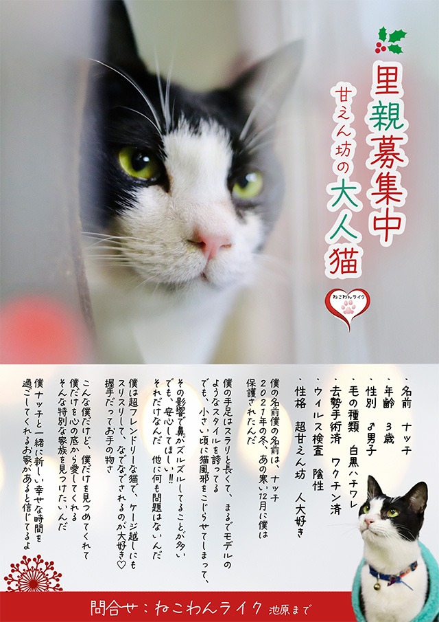 ハチワレ大人猫里親募集中愛媛県