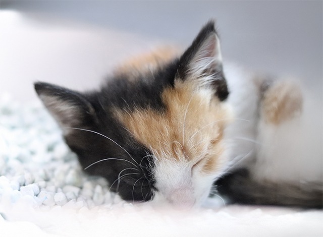 子猫　三毛猫里親募集　愛媛県