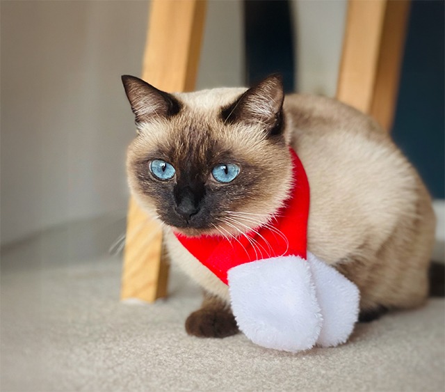 猫と100均セリアのクリスマスマフラー