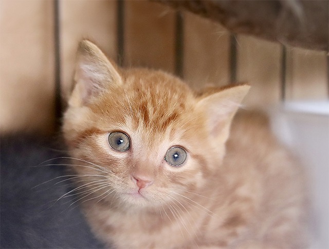 茶トラ子猫里親募集愛媛県