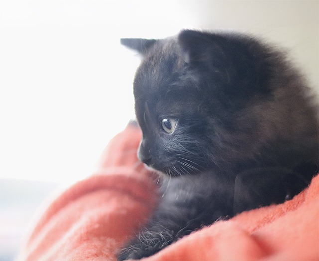 黒猫長毛里親募集愛媛県