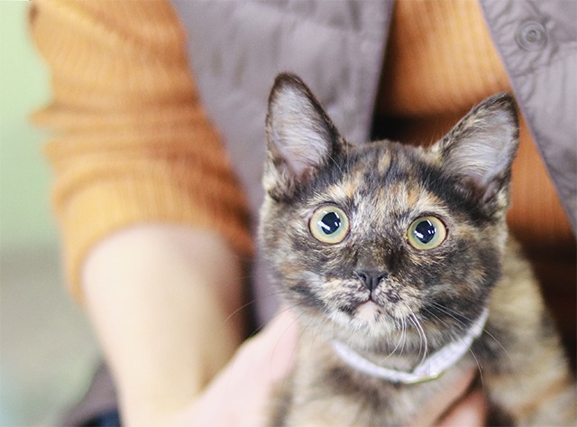 サビ猫里親募集中愛媛県