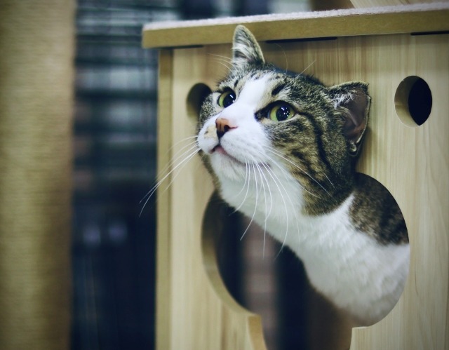 キジ白成猫里親募集中愛媛県