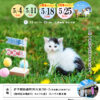 2025年5月保護犬猫譲渡会チラシ愛媛県