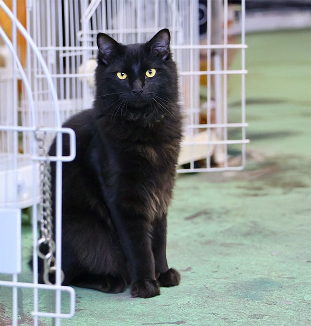 長毛黒猫里親募集