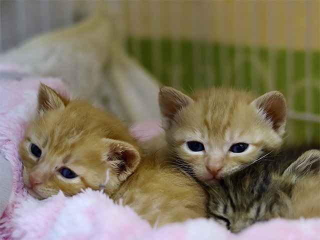 子猫里親募集